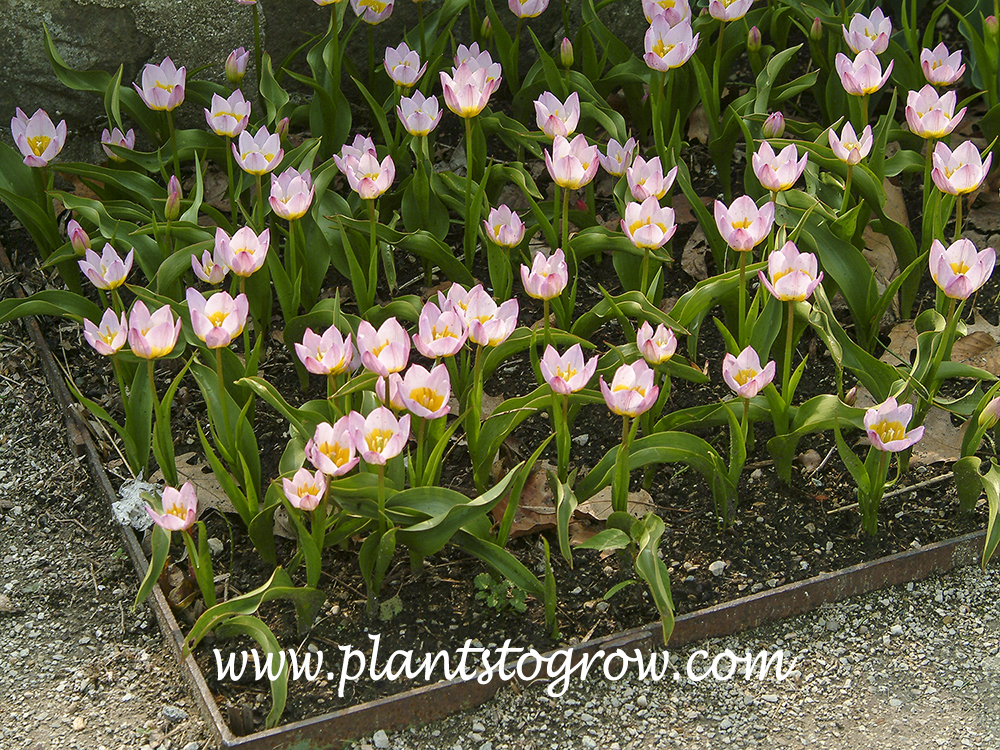 Lilac Wonder Tulip (Tulipa bakeri)